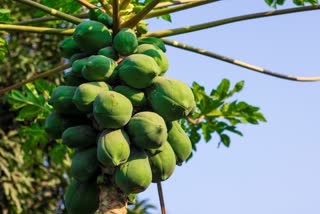 RAW PAPAYA HEALTH BENEFITS  RAW PAPAYA BENEFITS YOU DIDNT KNOW  പച്ച പപ്പായയുടെ ആരോഗ്യ ഗുണങ്ങൾ  BENEFITS OF EATING RAW PAPAYA DAILY