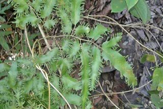 BHULAN BEL BLACK MAGIC PLANT  BHULAN BEL OF MP CHHINDWARA  PLANT THAT AFFECTS MEMORY  IMPORTANCE OF BHULAN BEL PLANT