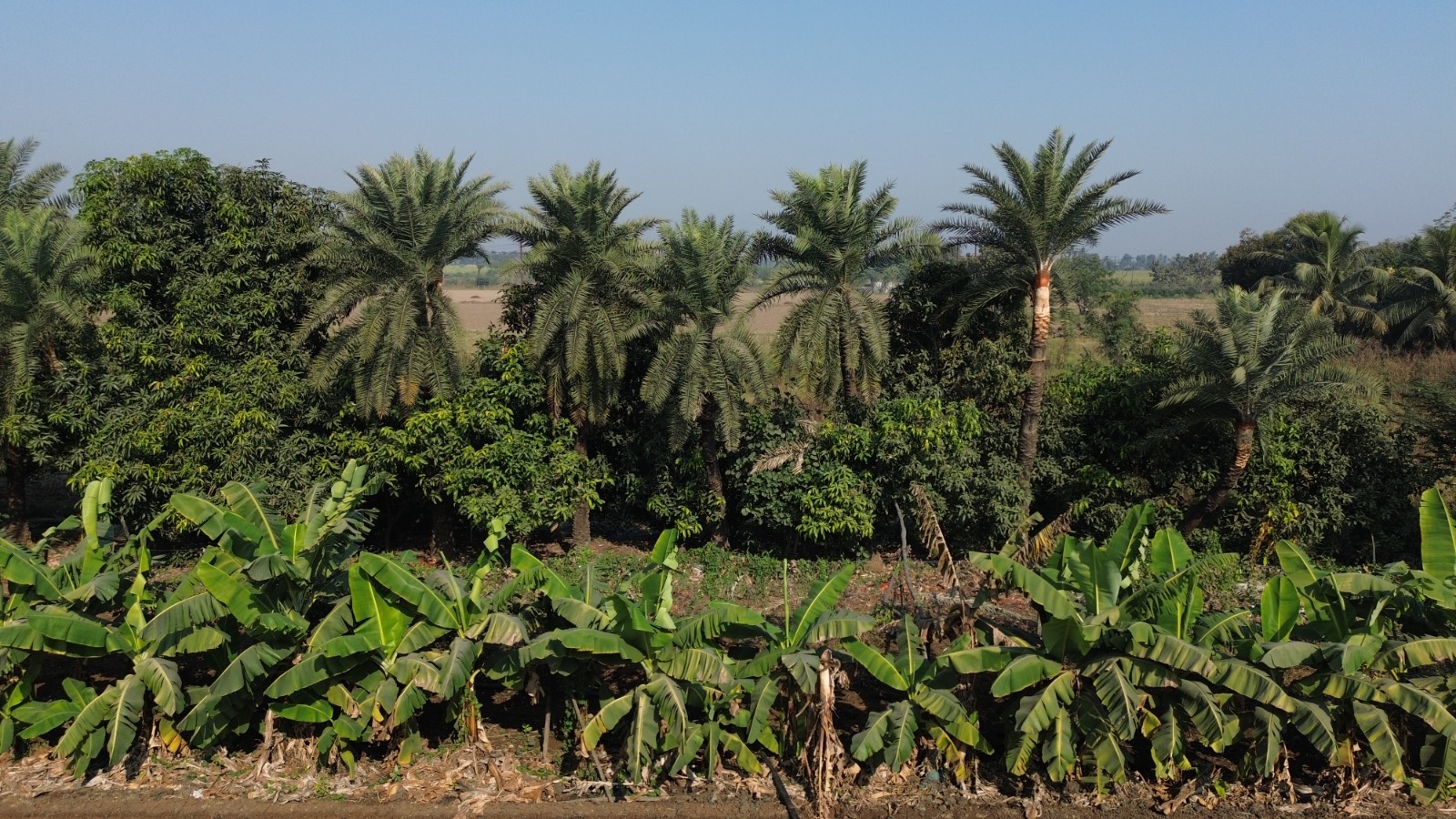 સુરતના ખેડૂતે ખેતીમાં કરી કમાલ