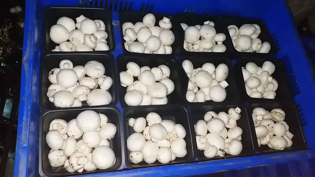 Mushroom Farming