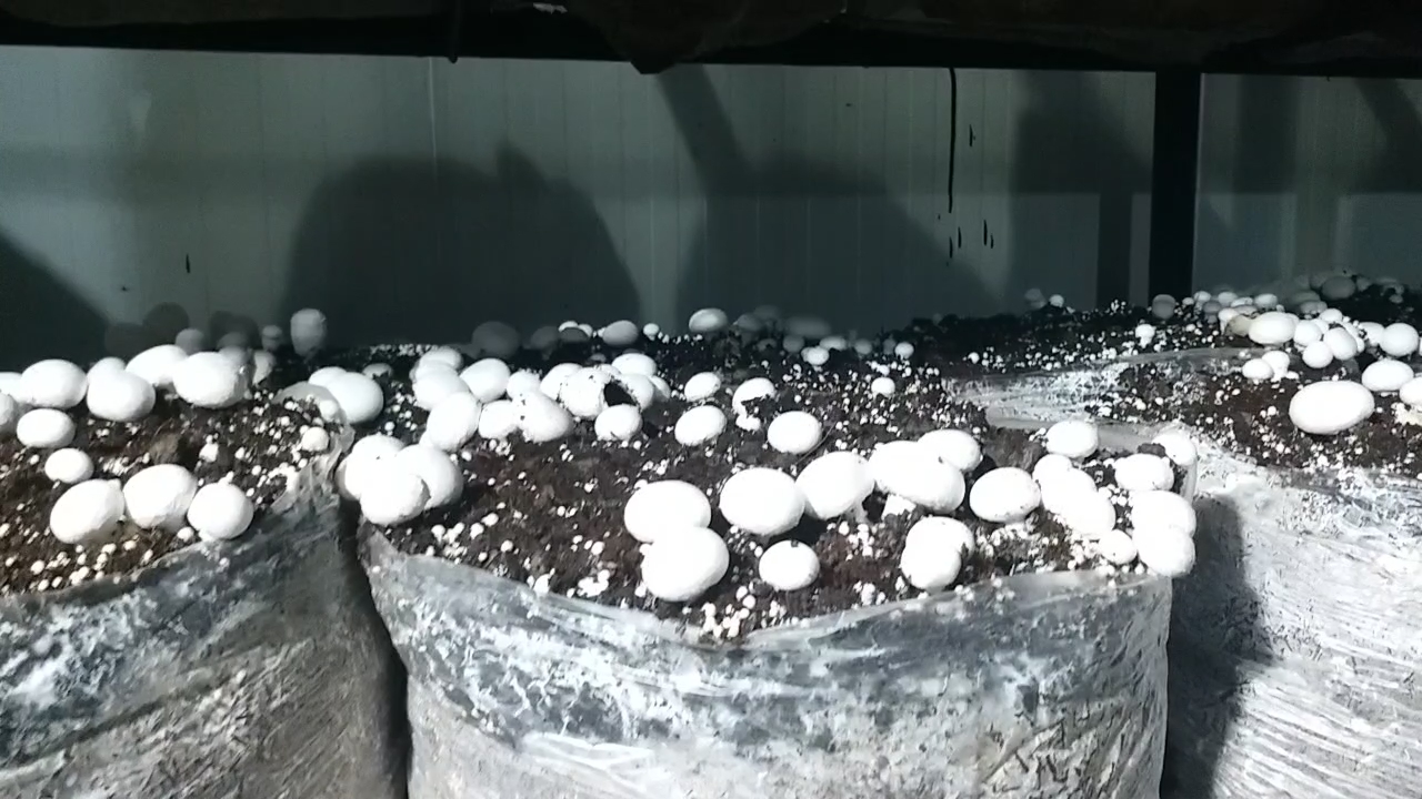 Mushroom Farming