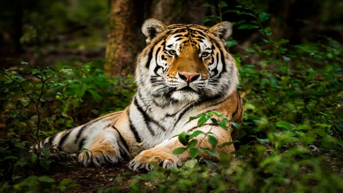 similipal tiger