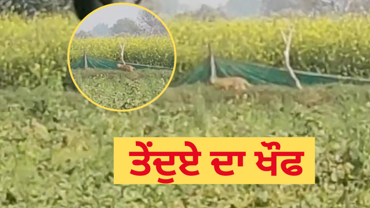 Leopard Scare in Agra Farmers Saw Wild Animal Roaming in Field