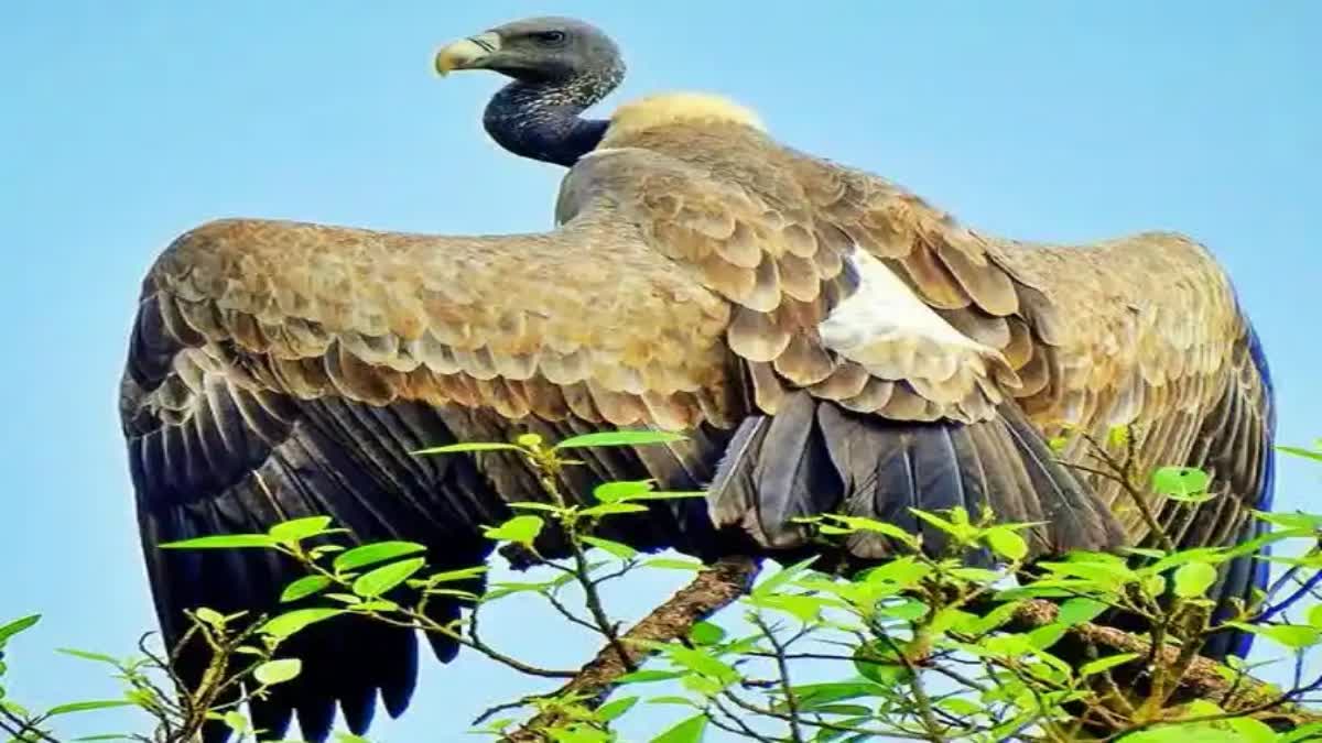 mp forest department counting vultures