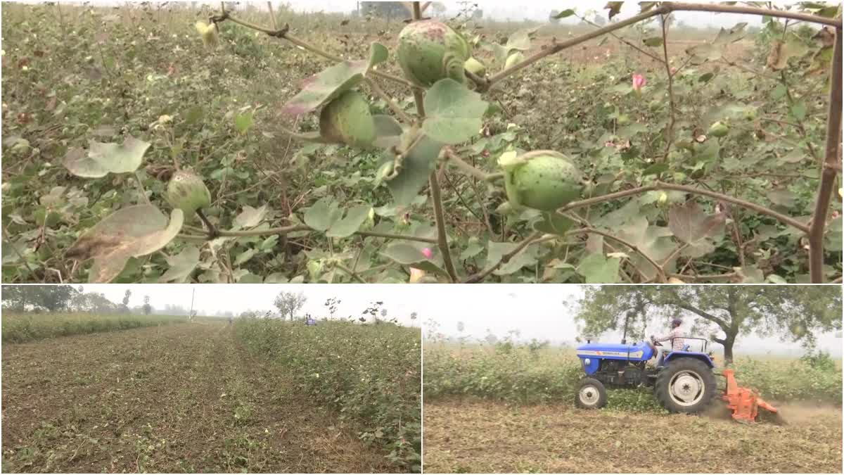 cotton_farmers