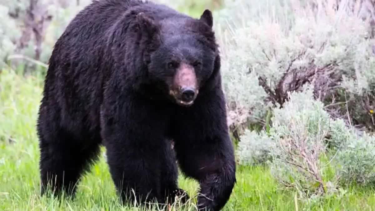 Bears fatally attack man in Mungeli