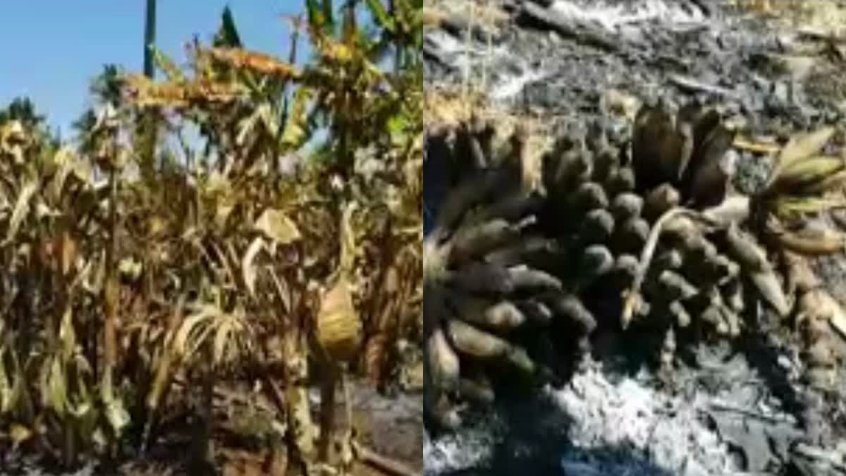 banana plantation is on fire