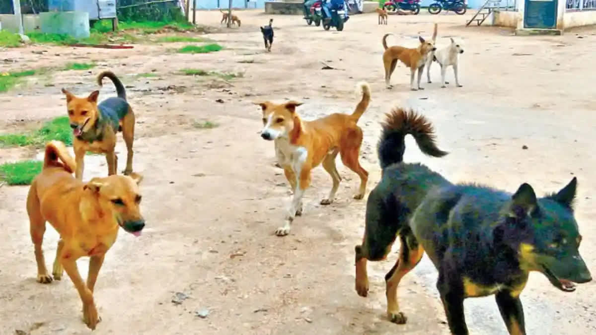 Telangana 20 dogs shot dead