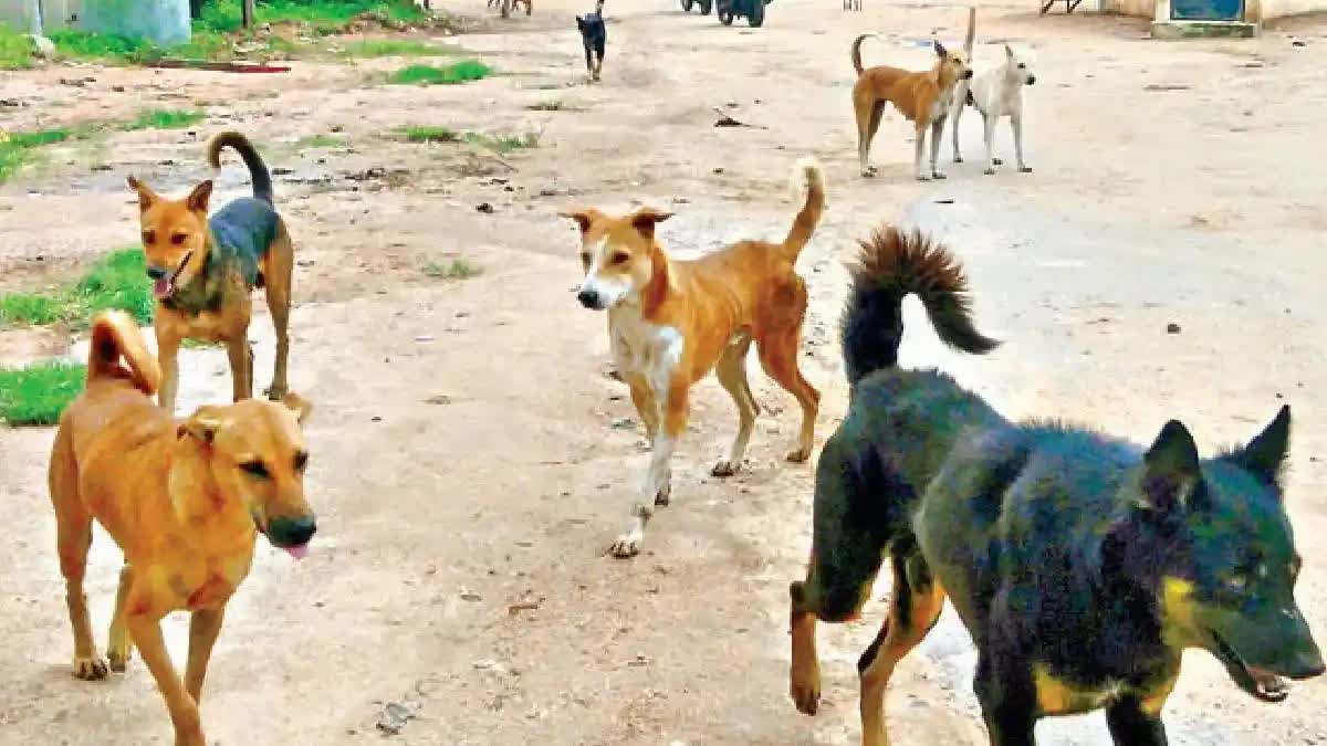 20 Stray Dogs  20 തെരുവുനായകളെ വെടിവച്ച് കൊന്നു  തെലങ്കാനയിലെ മെഹബൂബനഗര്‍  stray dog Shot Dead In Telangana