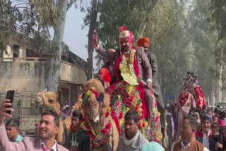 The groom came to marry the bride riding a camel in Ajnala