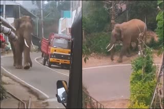 Gudalur Elephant Issue