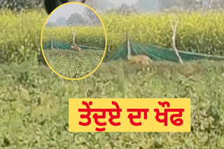 Leopard Scare in Agra Farmers Saw Wild Animal Roaming in Field