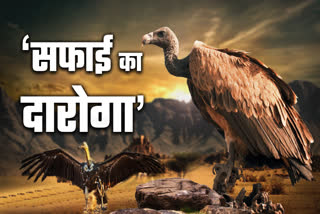 Vulture counting in bandhavgarh
