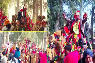 Sarchur Groom Brings 'Baarat on Camel' in Ajnala to Preserve 'Traditional Lineage'