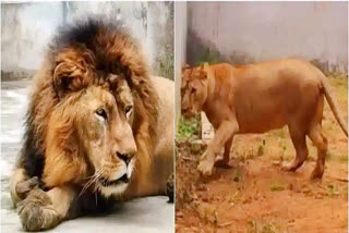 VHP moved to calcutta high court for lioness sita housed with lion akbar