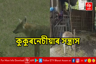 Tiger attack in Lakhimpur