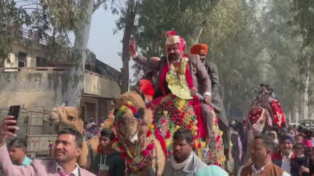 The groom came to marry the bride riding a camel in Ajnala