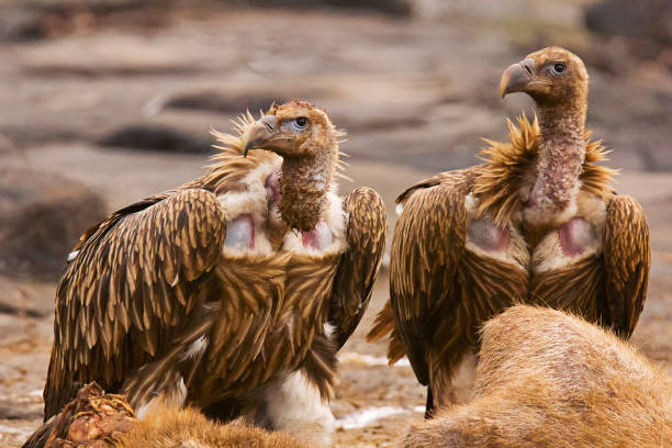 Vulture counting in bandhavgarh