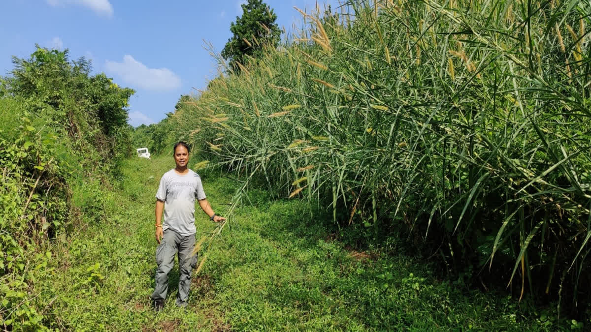 Assam Man's Tryst With Wildlife Begins With A Dream, Rescues Over 4000 Creatures, Reptiles