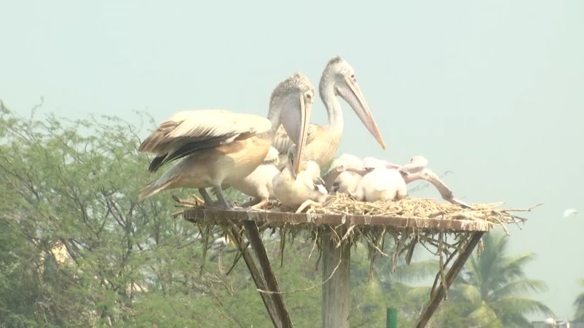 UPPALAPADU BIRD SANCTUARY PROBLEMS IN GUNTUR DISTRICT