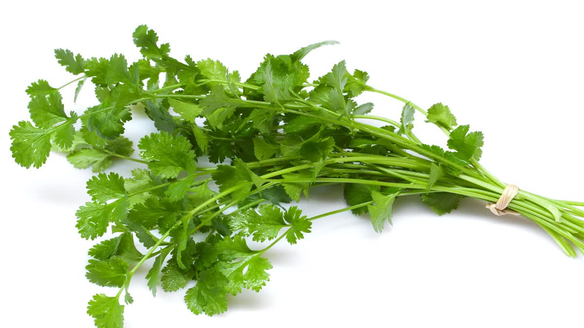 TIPS TO STORE CORIANDER FRESH