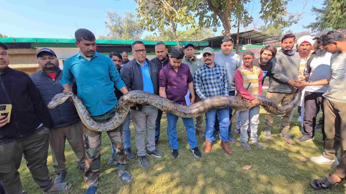 LONGEST PYTHON CAUGHT IN RAMNAGAR