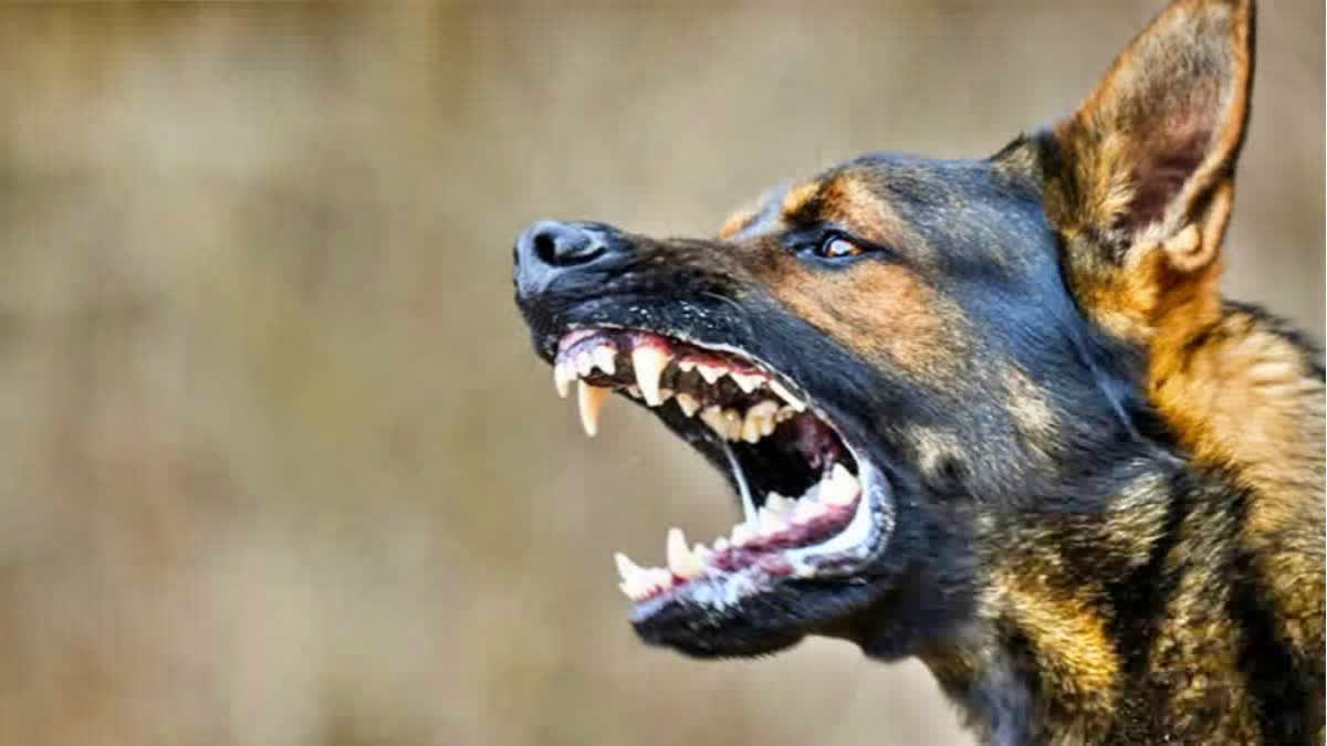 STRAY DOG ATTACKS  MALAPPURAM STRAY DOG ATTACK  IDUKKI STRAY DOG ATTACK  തെരുവ് നായ ആക്രമണം