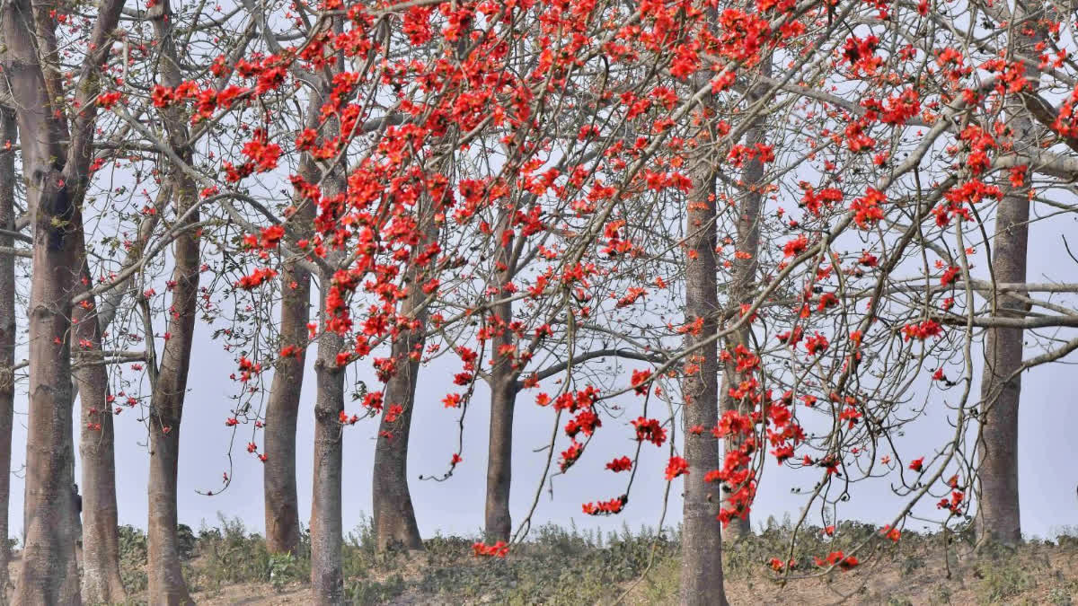 Laokhowa Burachapori Wildlife Sanctuary