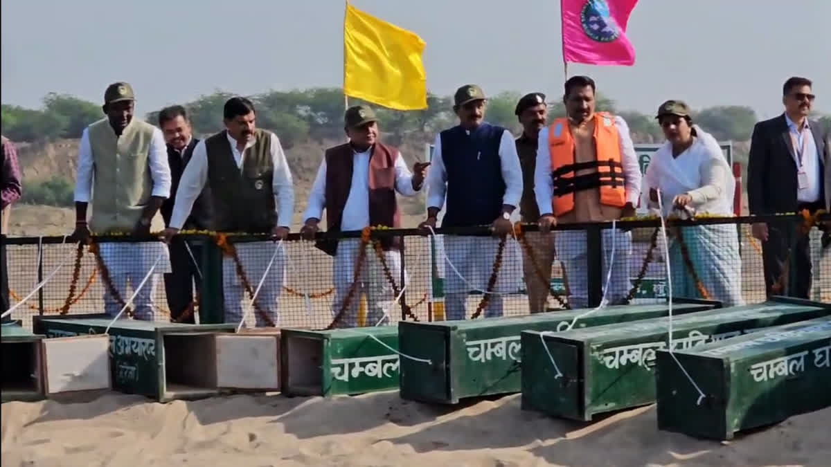 MOHAN YADAV 10 Alligator RELEASED IN CHAMBAL RIVER