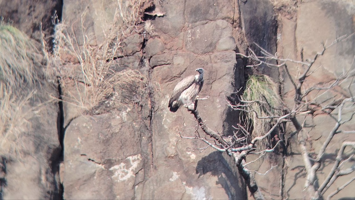 Vulture census started at Bandhavgarh Tiger Reserve from Monday. The census will conducted for three days till February 19