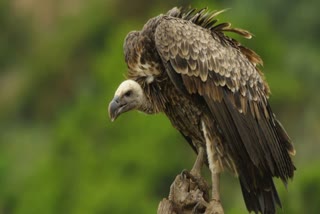 VULTURE COUNTING TRAINING PANNA