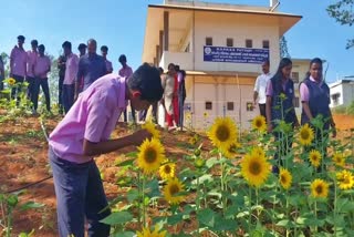 VANDANMEDU GOVT HSS IDUKKI  SUNFLOWER FIELD AT VANDANMEDU  STUDENTS VEGETABLE FARM  STUDENTS SUNFLOWER FIELD