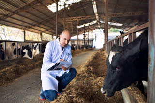 Scientist at a dairy farm