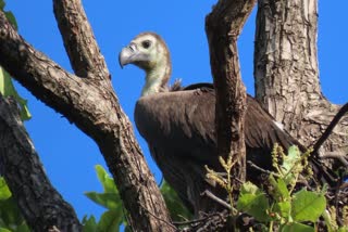 BANDHAVGARH VULTURES COUNTING