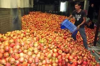 POMEGRANATE TO AUSTRALIA  POMEGRANATE SHIPMENT VIA SEA ROUTE  POMEGRANATE SHIPMENTS TO AUSTRALIA  POMEGRANATE EXPORTS