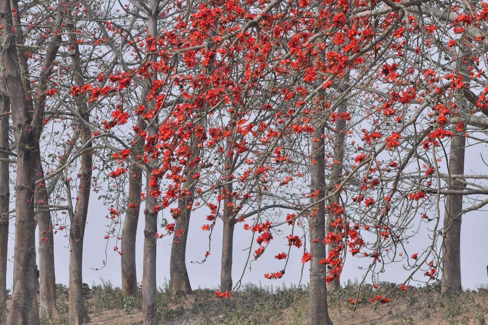 Laokhowa Burachapori Wildlife Sanctuary