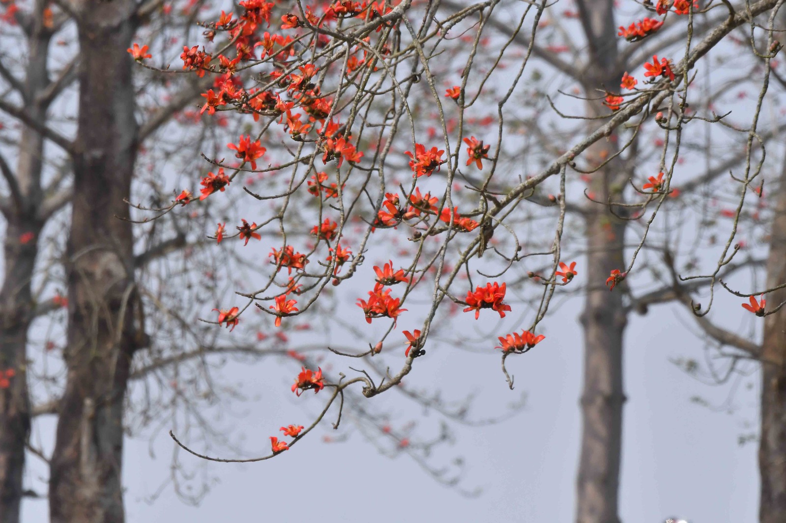 Laokhowa Burachapori Wildlife Sanctuary