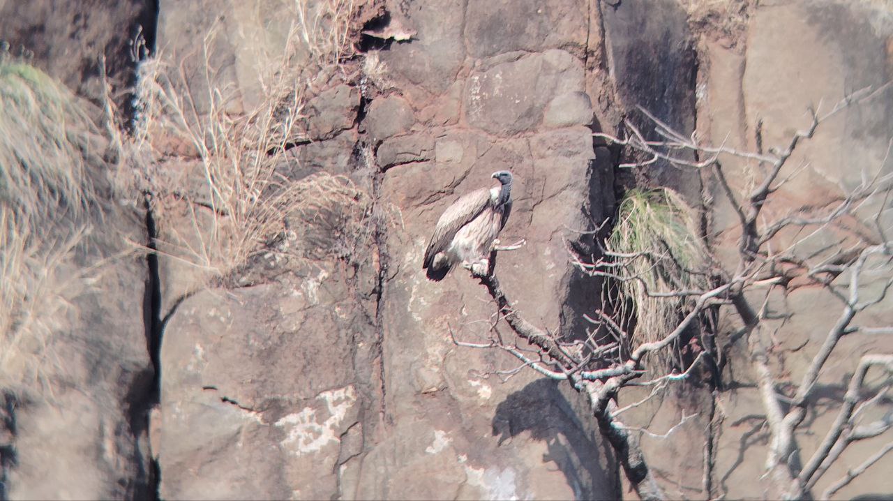 7 Species of Vultures in MP