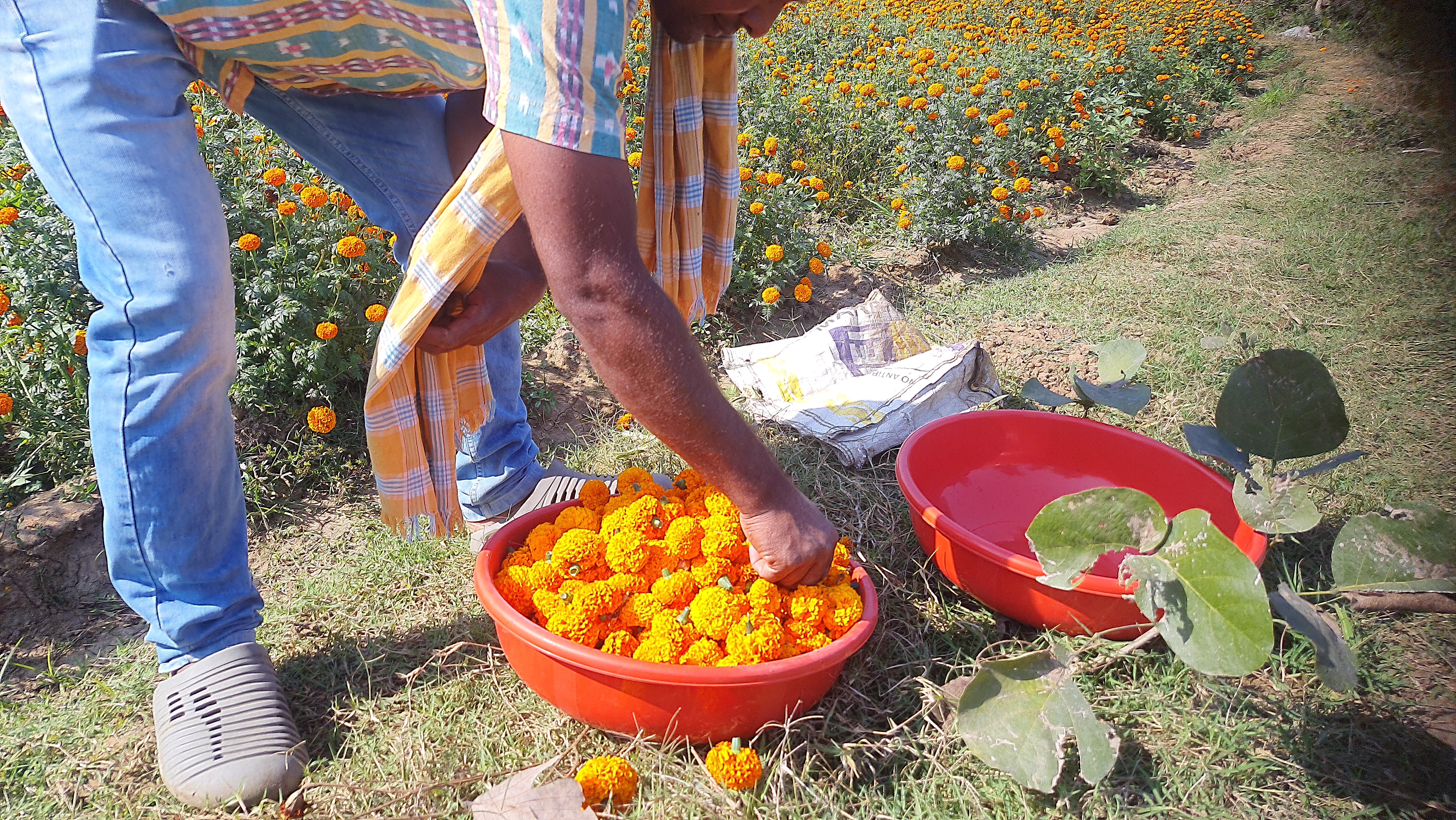 Marigold Cultivation