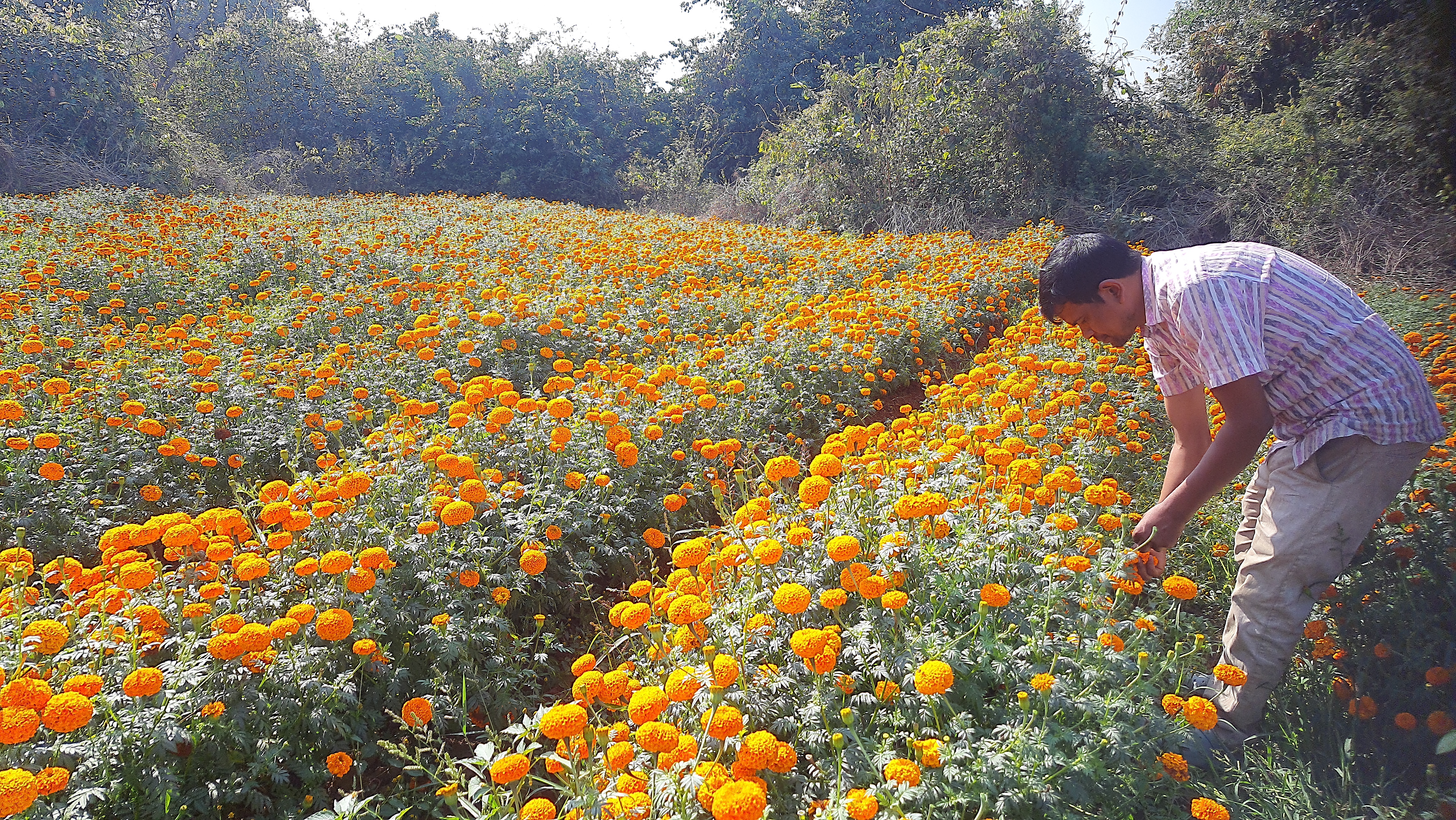 Marigold Farming In Sambalpur Sanatanpali