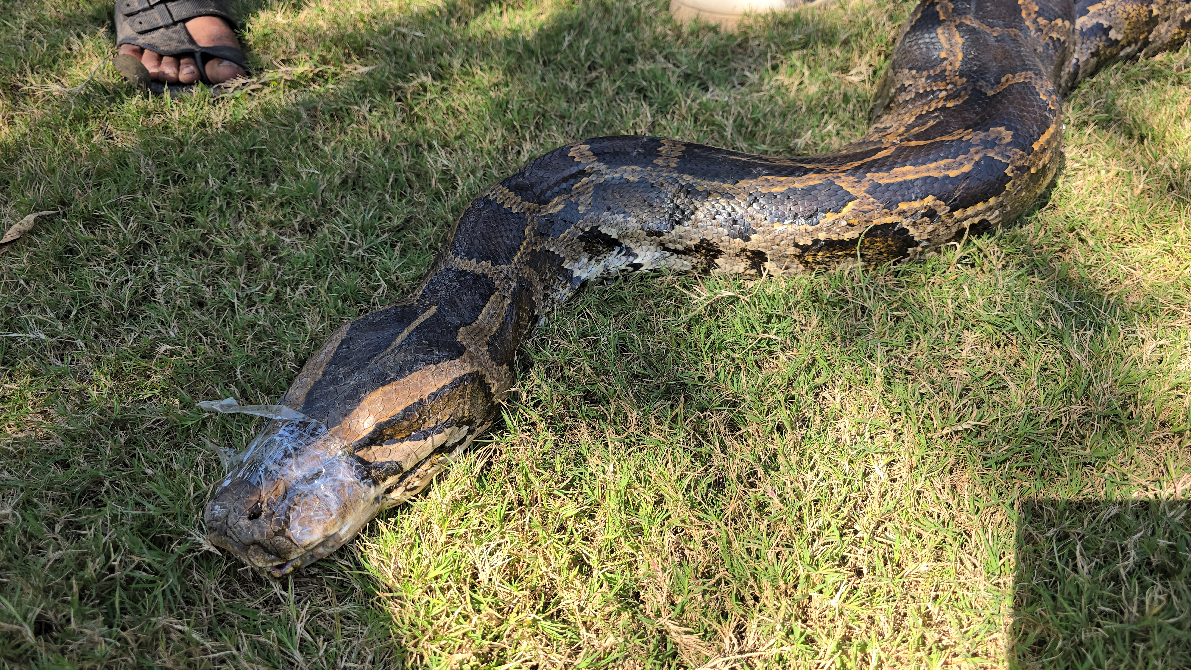 LONGEST PYTHON CAUGHT IN RAMNAGAR