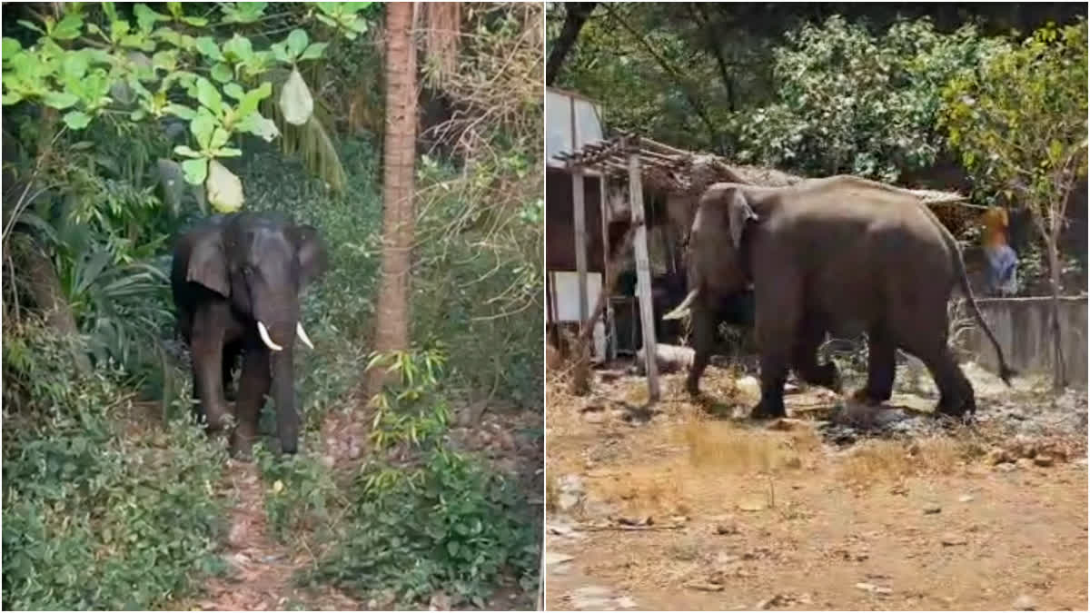 வனப்பகுதிக்குள் விரட்ட வனத்துறை தீவிர முயற்சி