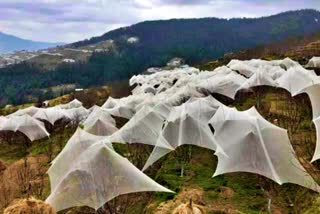 Anti Hail Net Scheme closed in Agriculture department in Himachal