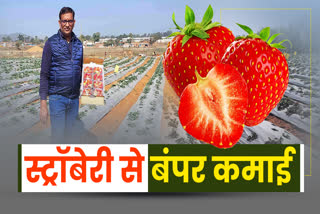 Strawberry Cultivation in balrampur