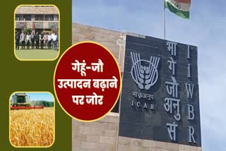 Indian Wheat and Barley Research Institute Karnal Wheat varieties
