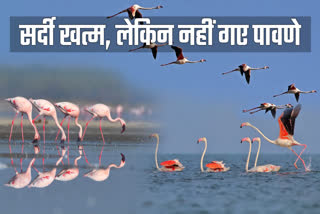Migratory birds in Didwana lake