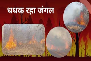 fire in panna tiger reserve forest
