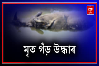 Dead rhino found in Kaziranga National Park