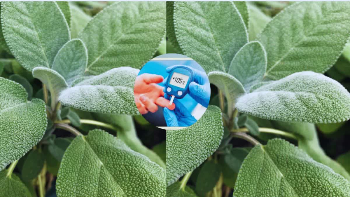 ANTIDIABETIC EFFECTS OF SAGE