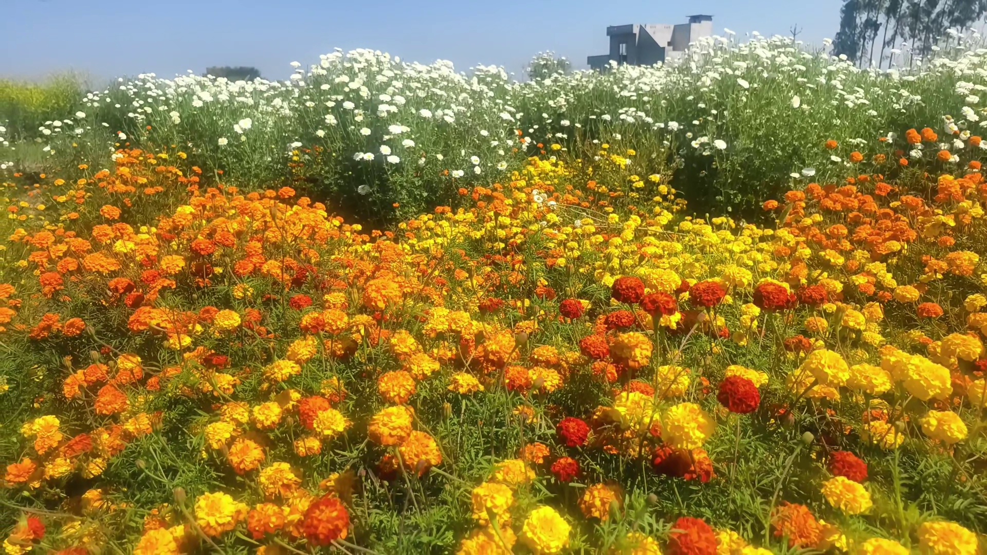 FLOWER FARMING IN SANGRUR